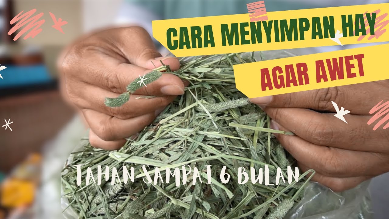 CARA MENYIMPAN RUMPUT KERING / HAY AGAR TAHAN LAMA