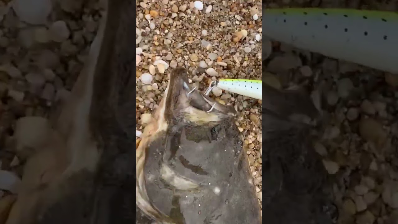 BIG fluke caught on an SP minnow. INSANSE