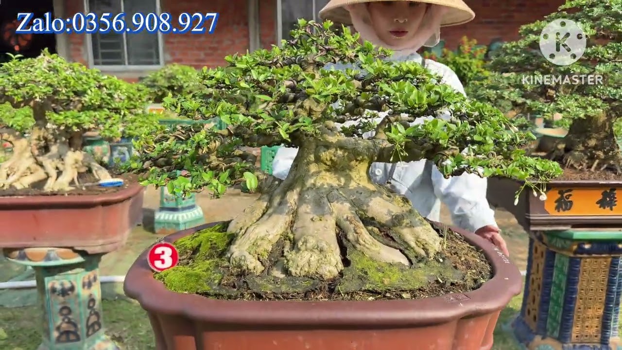 (Ngày9-2) Mai chiếu thủy- Tùng các loại giao lưu 