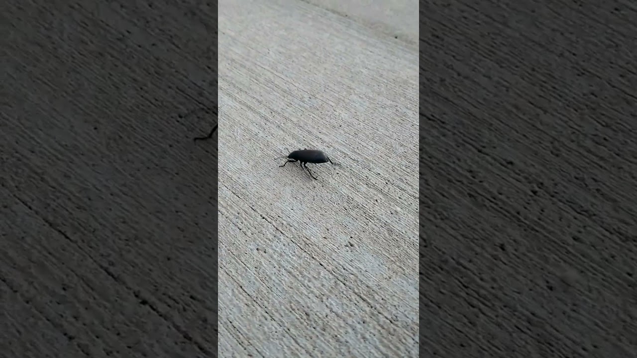 The Pinacate Beetle is Not Afraid of You