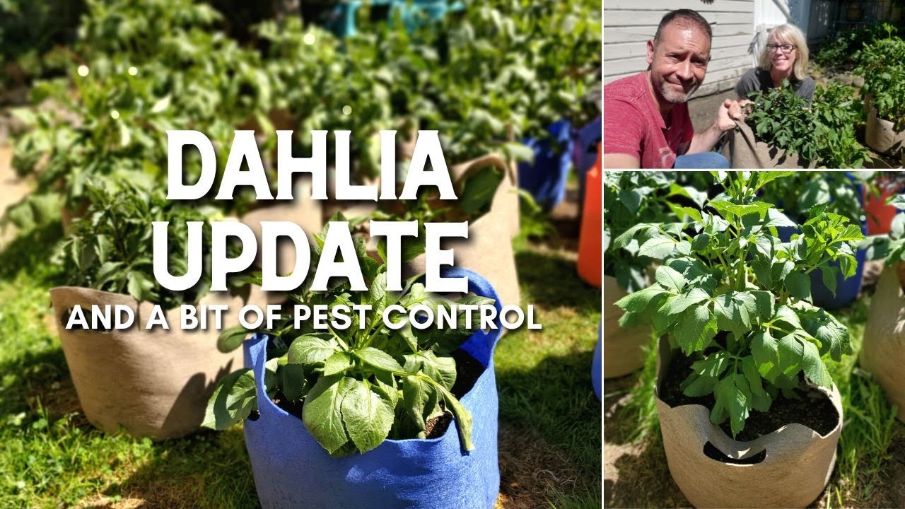 Dahlia Update🌼 + A Bit of Pest Control 🪲