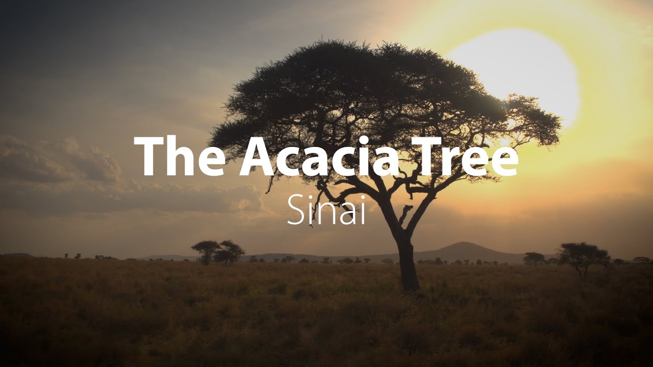 The Acacia Tree | Bible Trek | Egypt Series (Part 1) - Bonus 2
