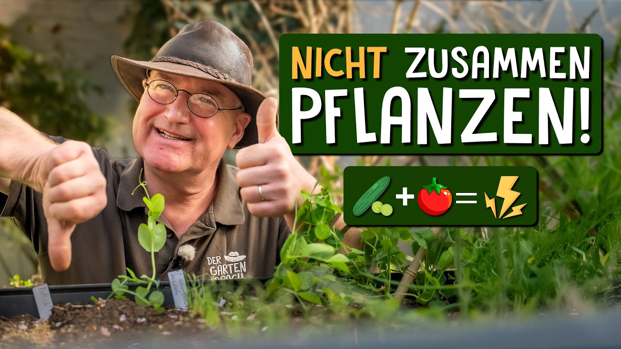 Mischkultur & Fruchtfolge im Gemüseanbau - So kombinierst du Pflanzen richtig
