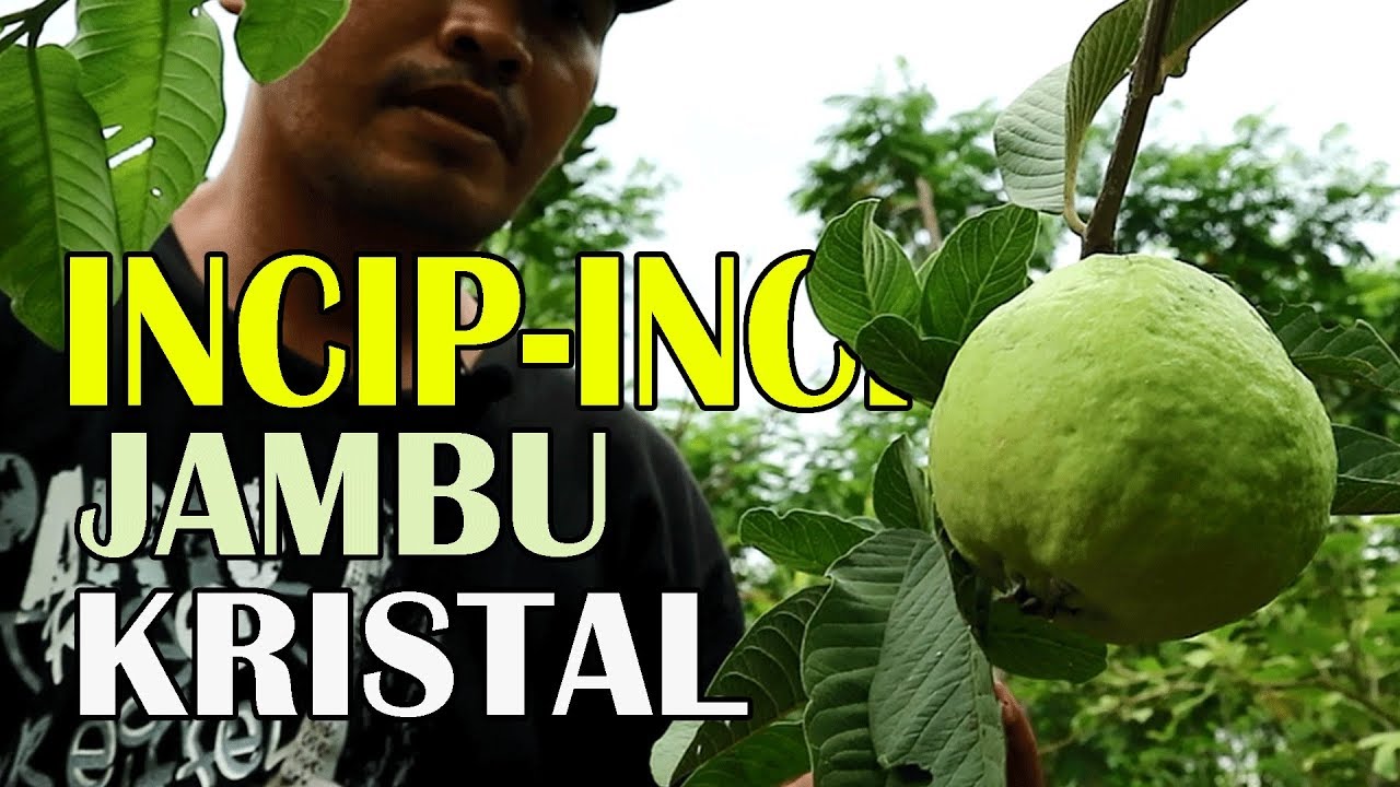 jambu kristal berbuah dipohon yang kecil