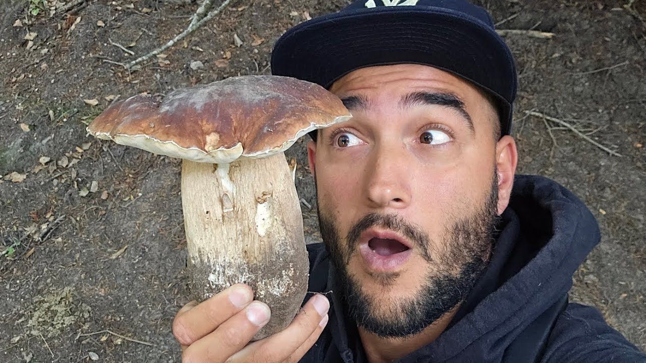 Cèpes en bouchon de partout 🍄‍🟫!! Prospection du 4 Août 2025.