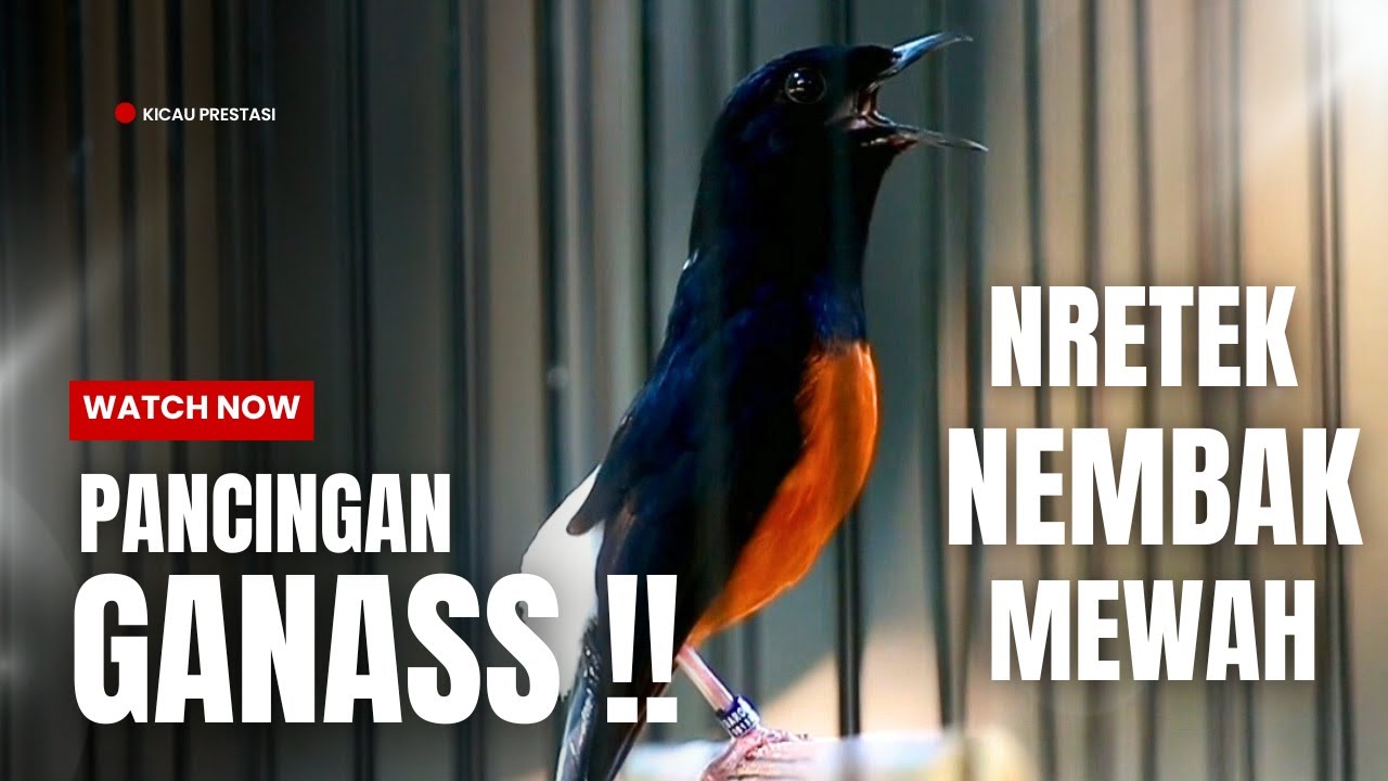 MURAI BATU GACOR FULL ISIAN TEMBAKAN MEWAH SANGAT AMPUH MELATIH MURAI BATU BONGKAR ISIAN