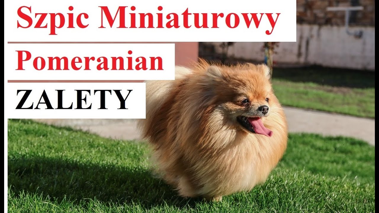 Szpic Miniaturowy Pomeranian - tylko ZALETY