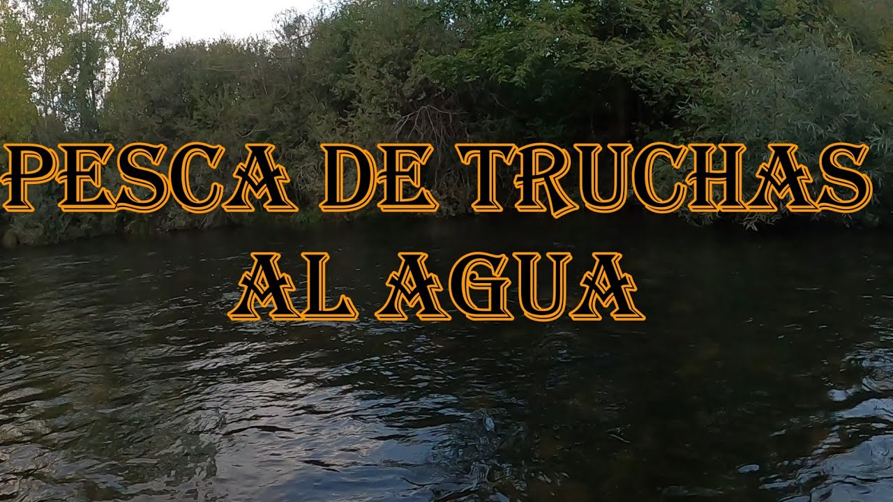 COMO PESCAR TRUCHAS A MOSCA SIN QUE ESTEN CEBANDO