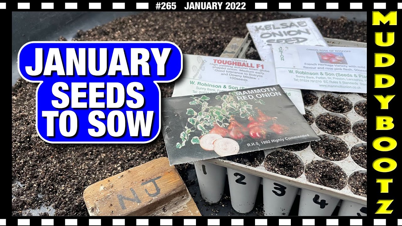 🌻265 🌻 WHAT SEEDS TO SOW IN JANUARY 🌻 LARGE ONIONS 🌻 CHILLI PEPPERS 🌻