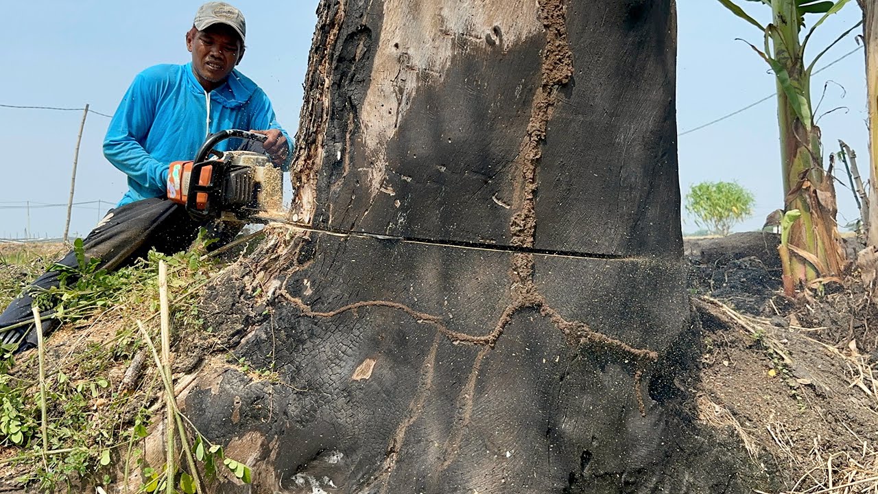 Nearly sprawled... Cut down 3 old trembesi trees in a hot and steep location.