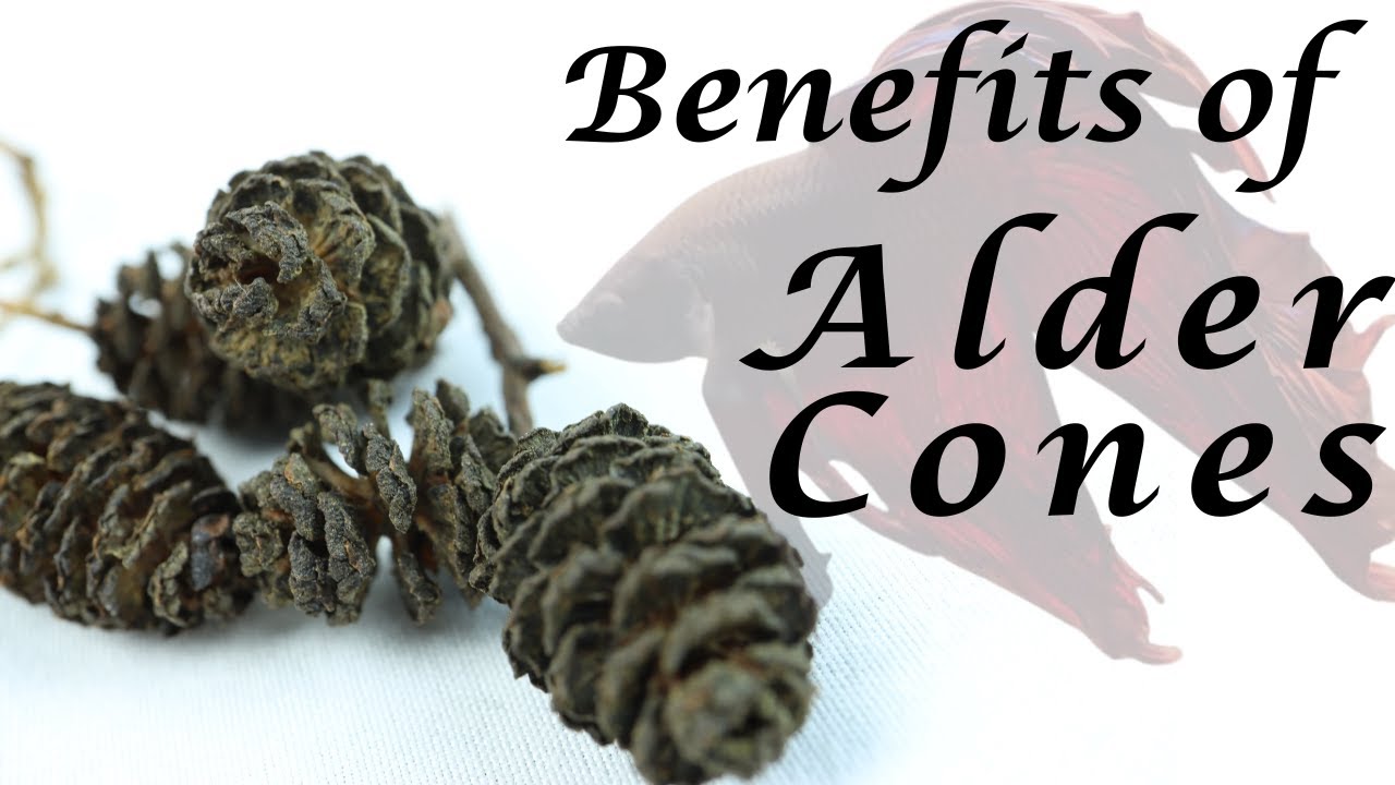 Benefits of Alder Cones in Your Aquarium