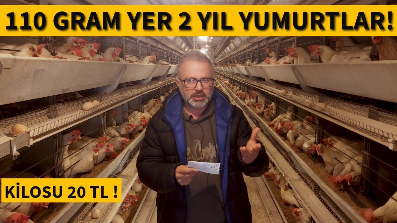 YUMURTA TAVUKLARIMIZ İÇİN MÜKEMMEL BİR YEM YAPTIK !