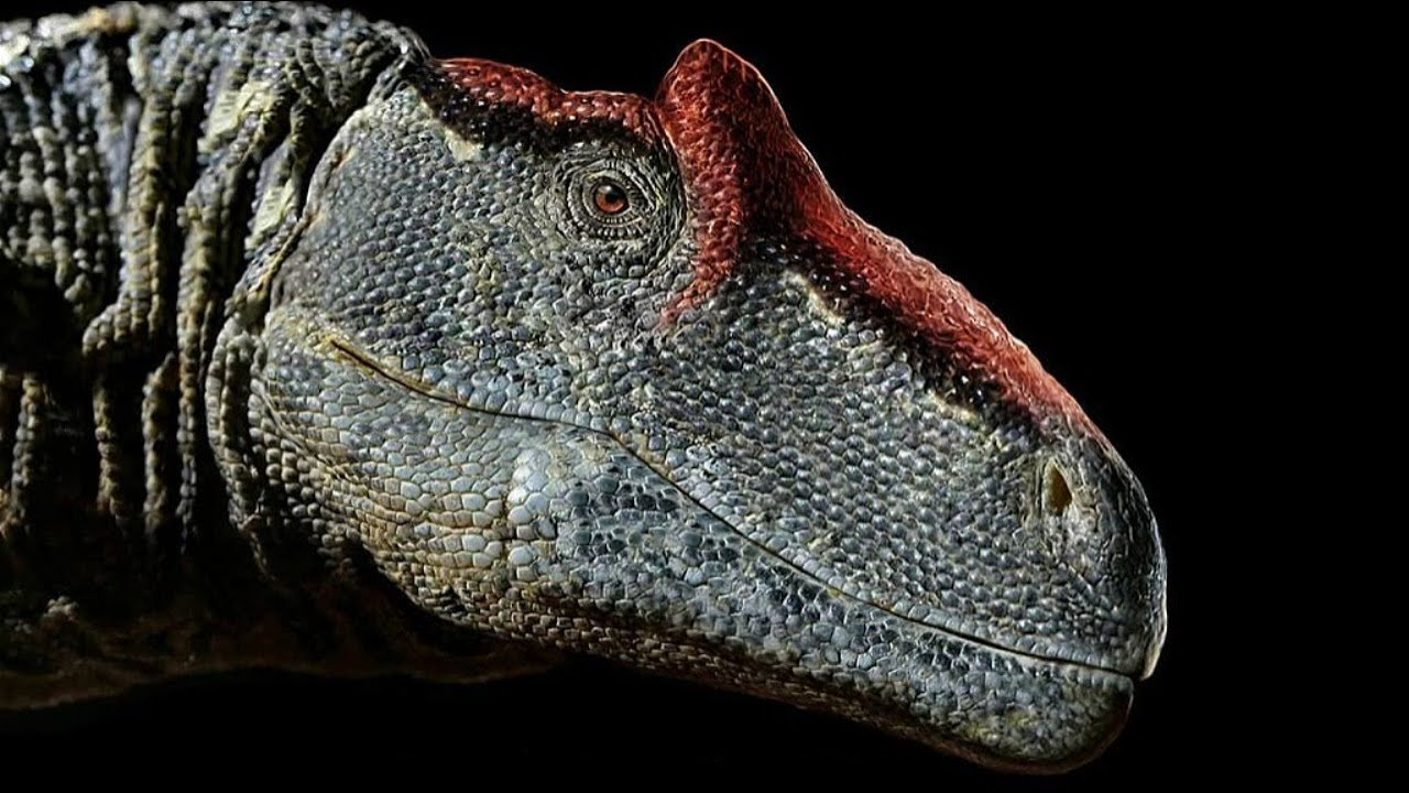 What was the TRUE size of Allosaurus?
