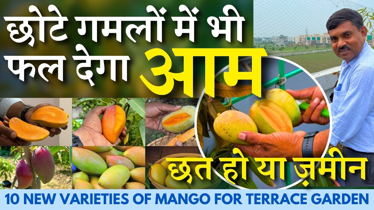 Манго плодоносит даже в небольших горшках. Посадите 10 новых сортов манго на своей террасе. Выращ...
