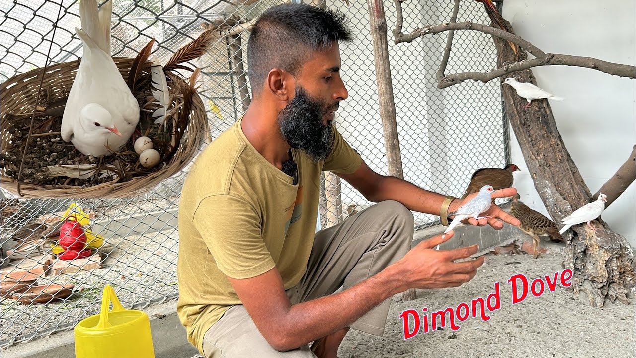 নতুন সদস্য: Diamond Dove