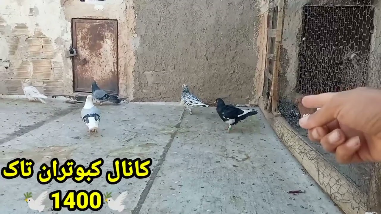 روش جلد کردن کبوتر ماده
