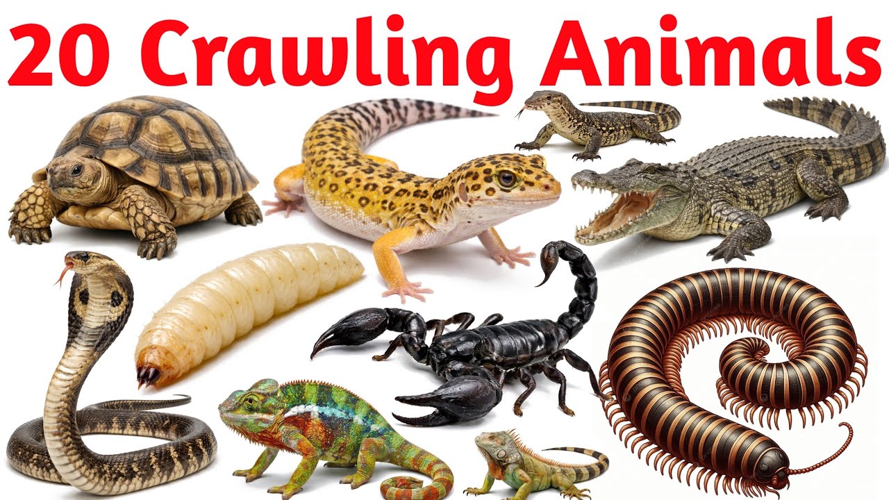 Crawling Animals Names | Gecko, Tortoise, Slug | English Vocabulary for Kids