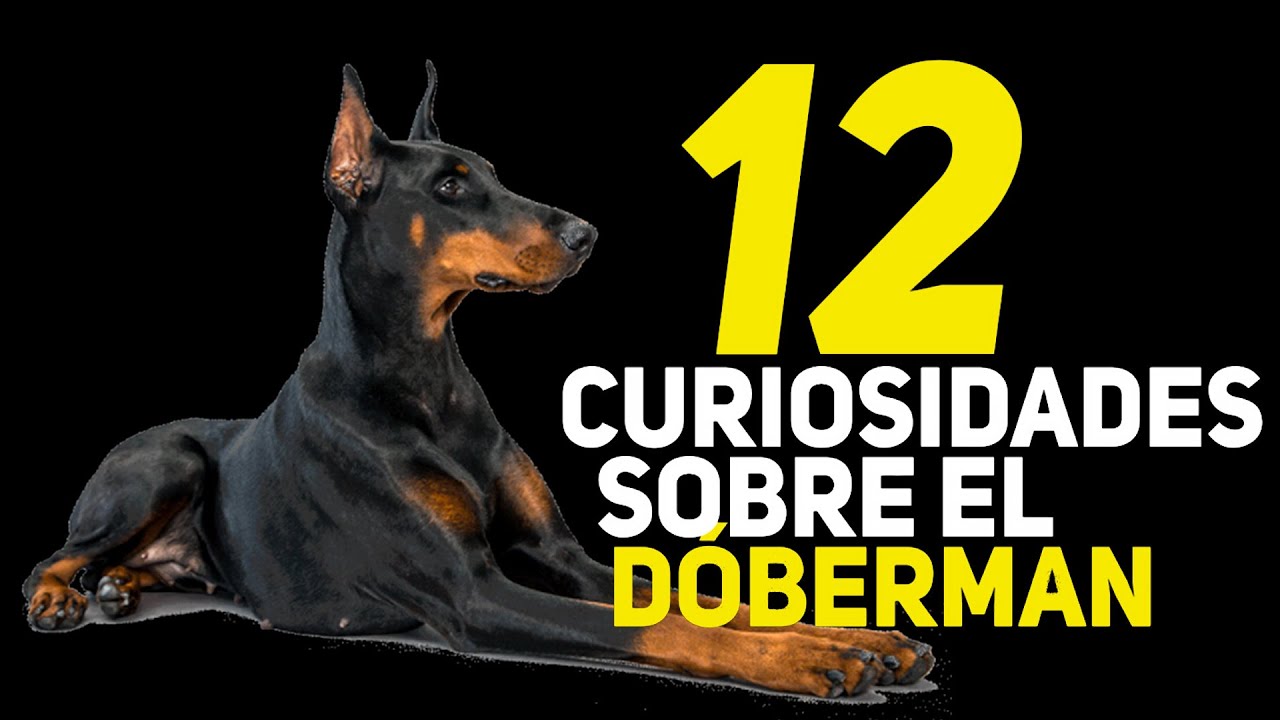 12 curiosidades sobre el Dóberman