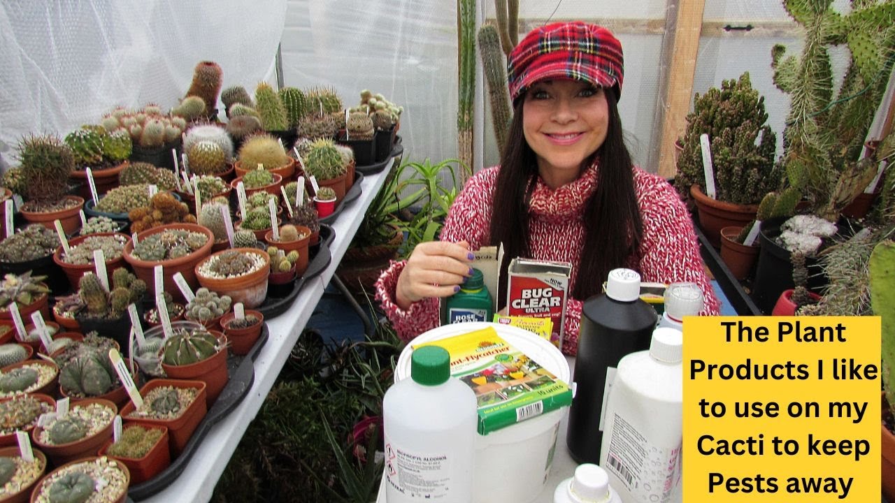 The Plant Products I like to use on my Cacti to keep Pests away #cacti #cactus