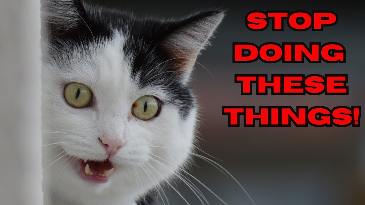 10 Habits Cat Lovers Must Break NOW!