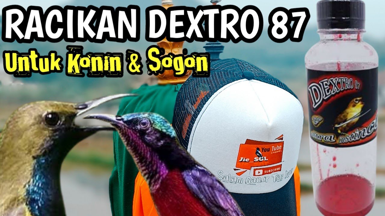 CARA MEMBUAT NEKTAR + DEXTRO 87 UNTUK KONIN DAN SOGON