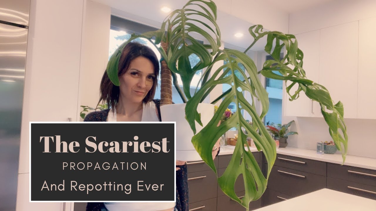 The Scariest Propagation and Repotting Ever: Monstera Esqueleto
