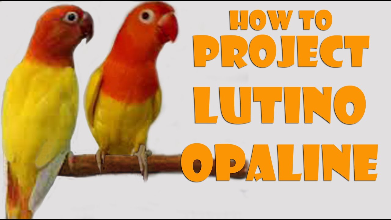 HOW TO PROJECT LUTINO OPALINE / PAANO GUMAWA NG LUTINO OPALINE