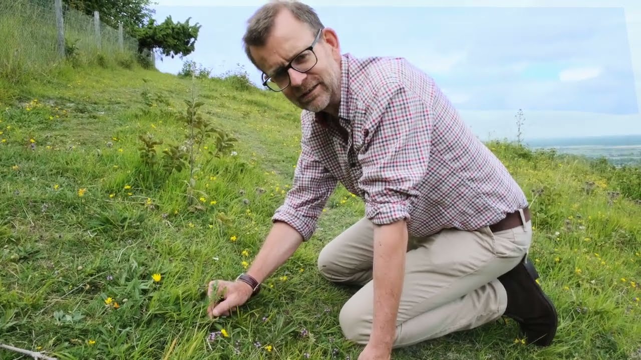 Midsummer in the Downs and the Importance of Chalk Grassland