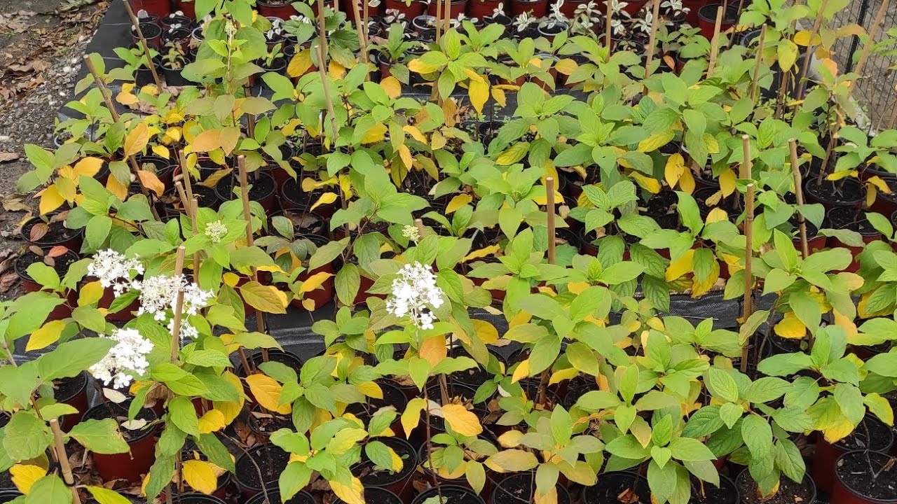 Осенний урожай метельчатой гортензии