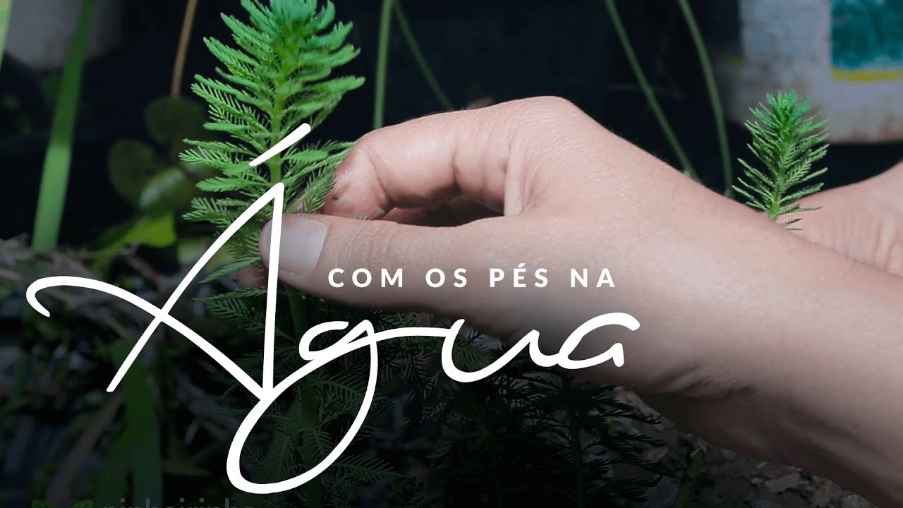 Jardim das Ideias #37: Com os pés na água