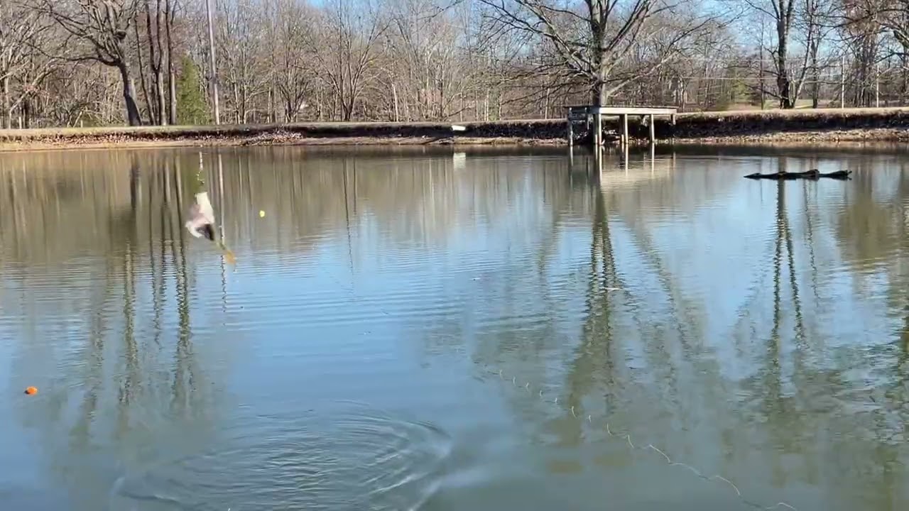 Bass and Bream fishing #fishing 