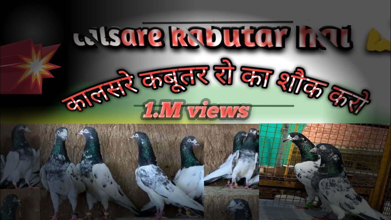 कालसरे कबूतर रो का शौक करो भाई लोगों 💪#pigeon #kabootar कालसरे कबूतर रो का शौक करो भाई लोगों 💪#pigeo