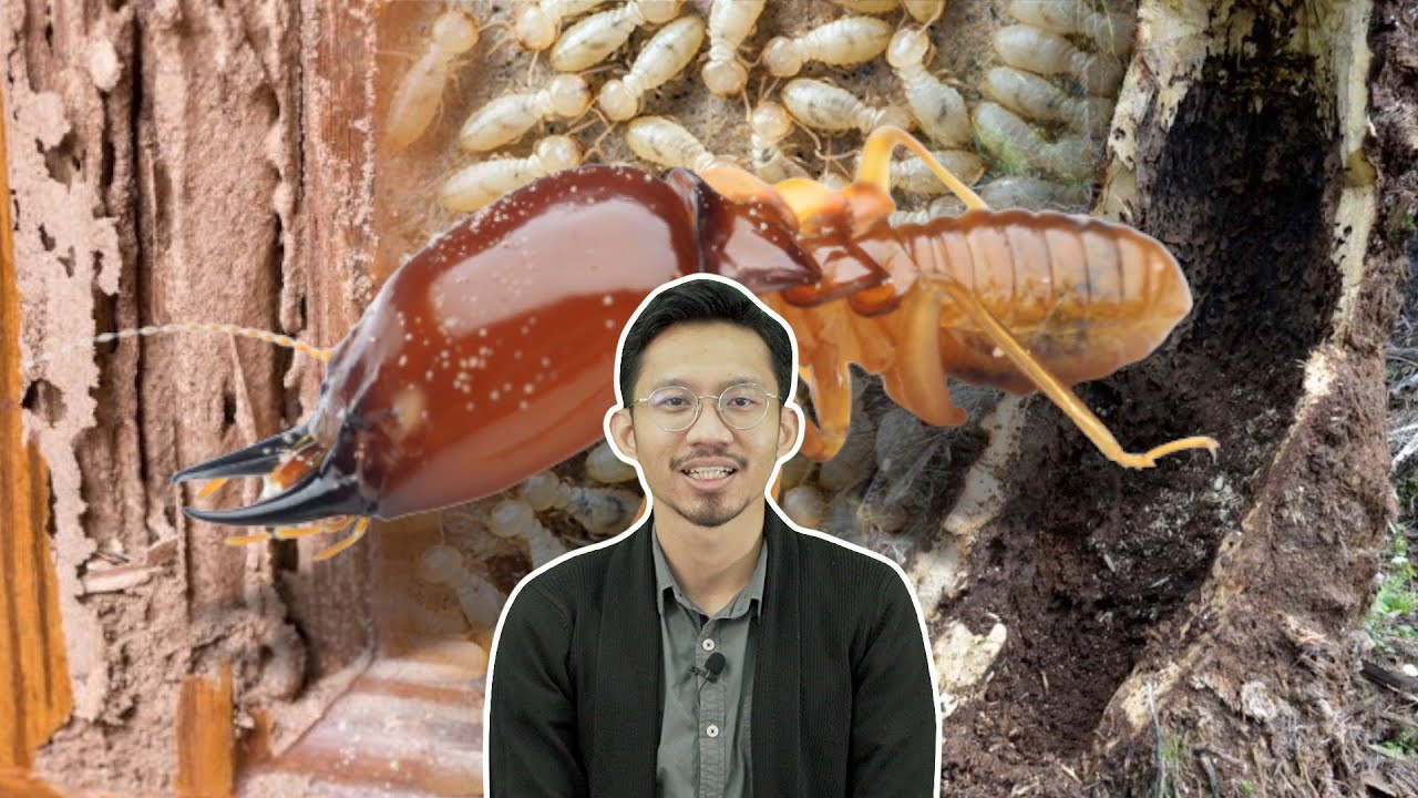 Anai-Anai: Perosak Rumah dan Sawit