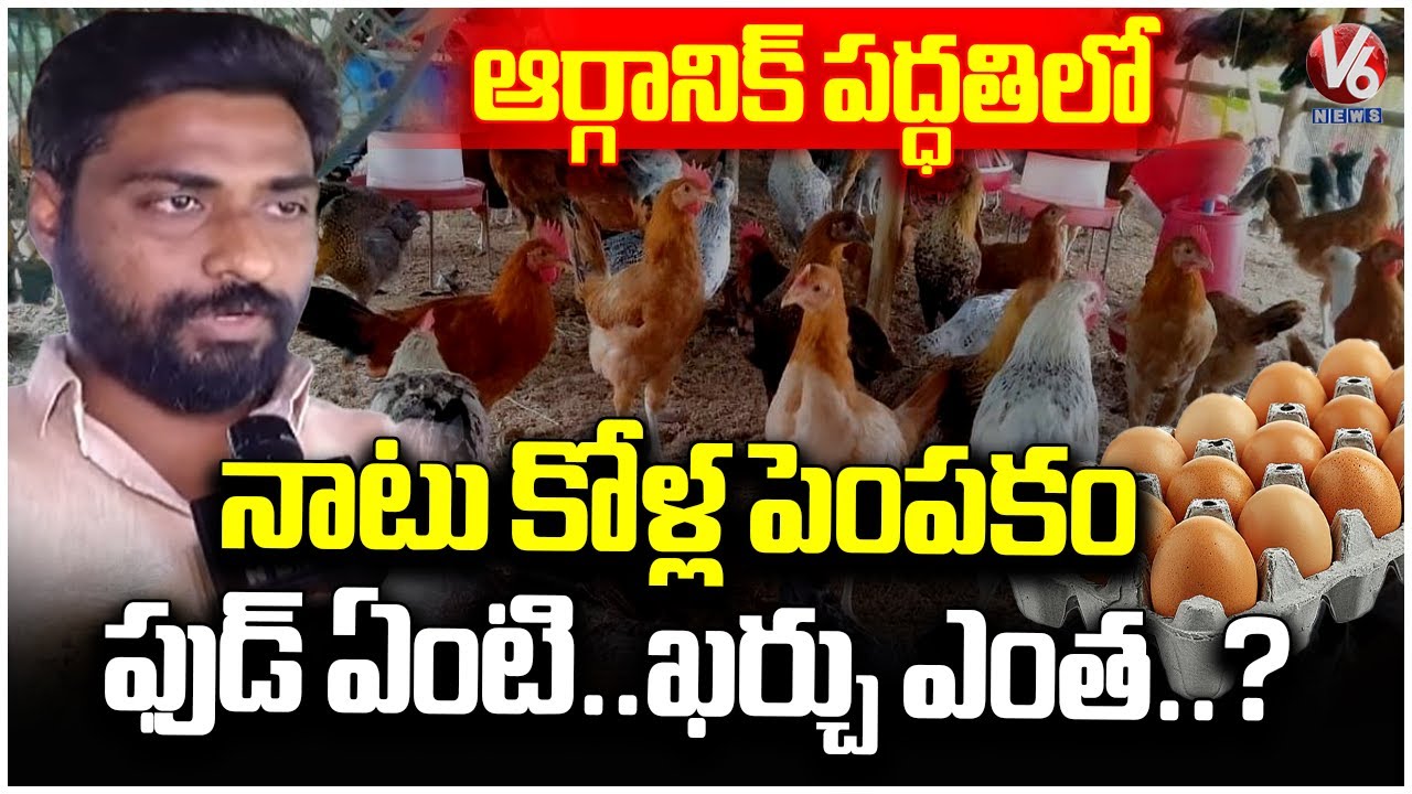 Country Chicken (Natu Kollu) Farming In Organic Way | Rangareddy District | Ground Report | V6 News