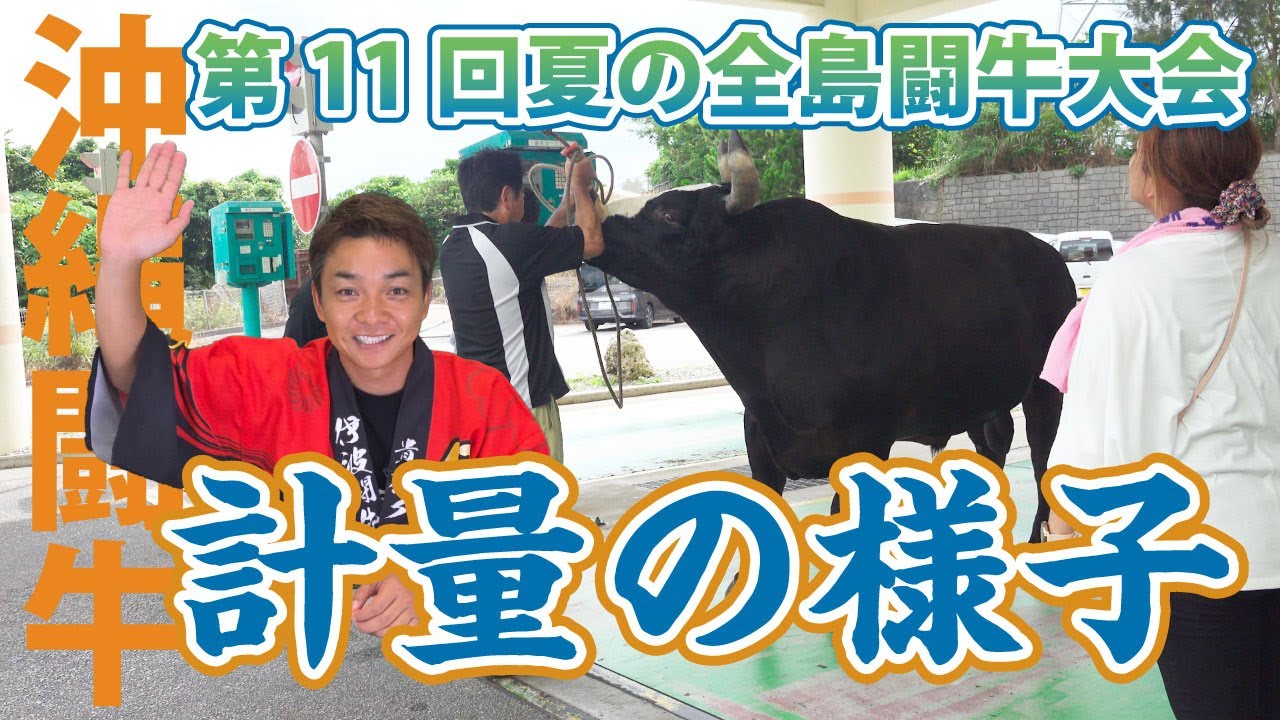 【沖縄闘牛】第11回夏の全島闘牛大会　軽量の様子