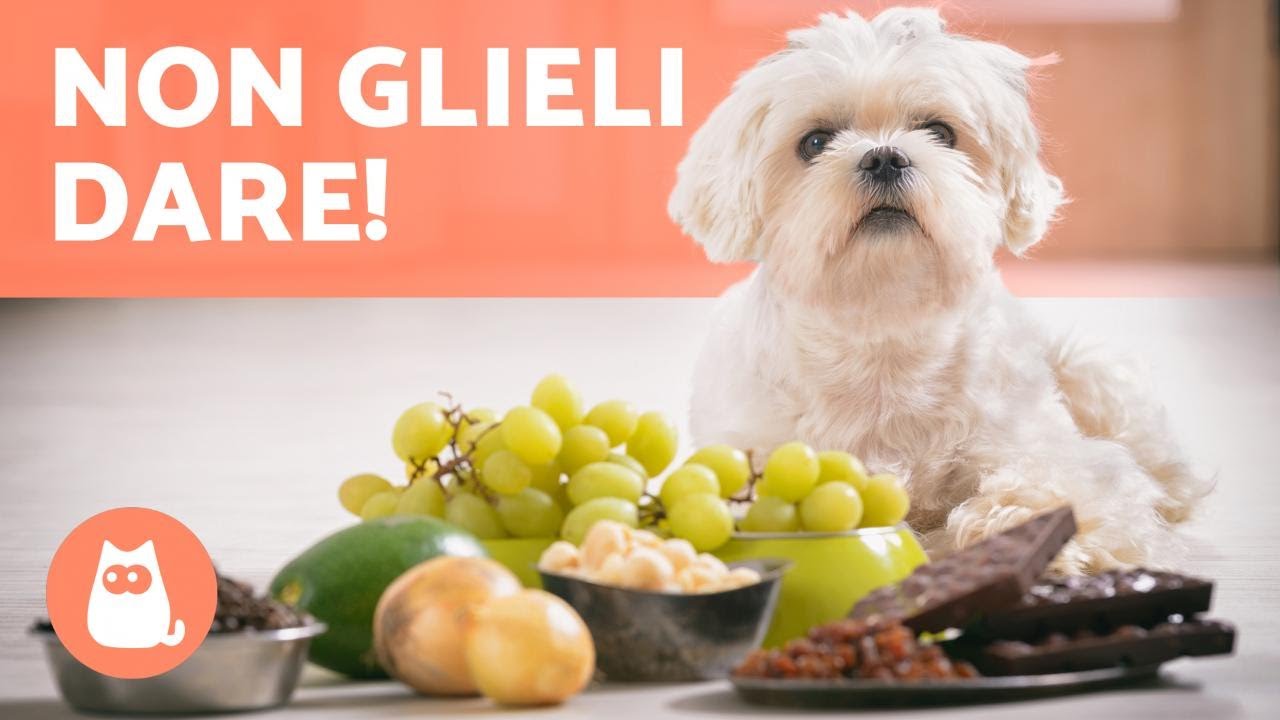 10 FRUTTA e VERDURA che fanno MALE al CANE 🐶❌🥑