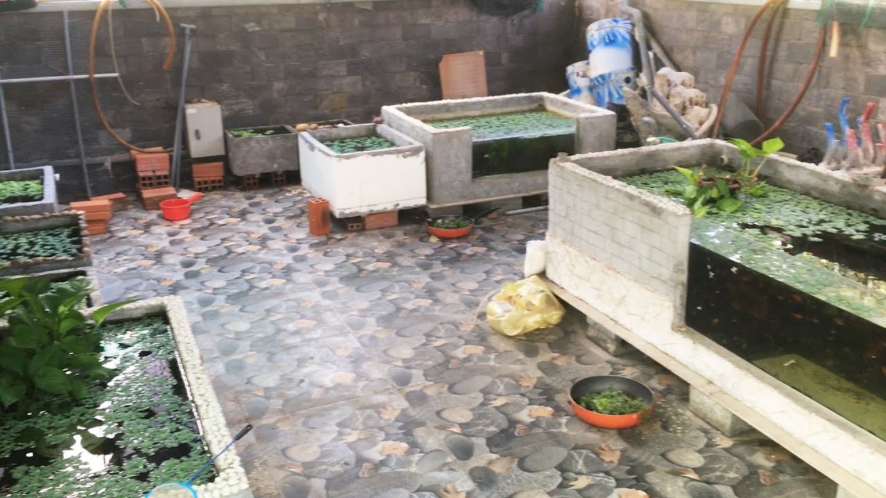 Guppies, swordtails, water fleas tank August 16, 2024