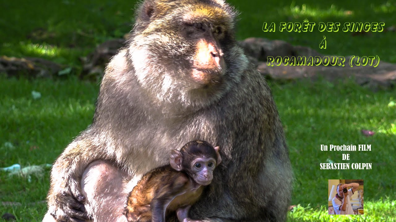 La Forêt des Singes à Rocamadour dans le Lot