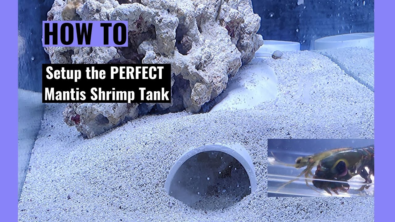 How to setup a Mantis Shrimp Tank
