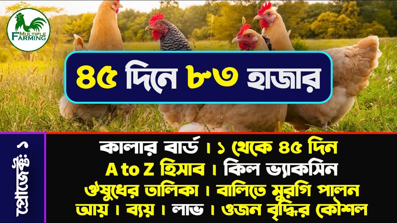 কালার বার্ড | ১ থেকে ৪৫ দিন |  A to Z হিসাব | বালিতে মুরগি পালন | ঔষুধের তালিকা