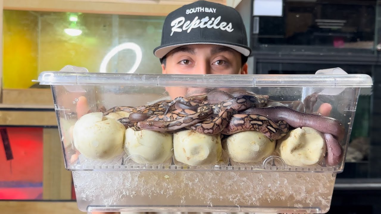 Baby Superdwarf pythons hatching !!