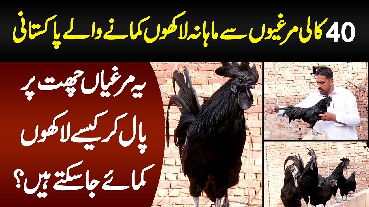 40 Kali Murghion Se Monthly Lakhon Profit Lene Wala Pakistani - Konsi Nasal Hai? Kitni Mehngi Hai?
