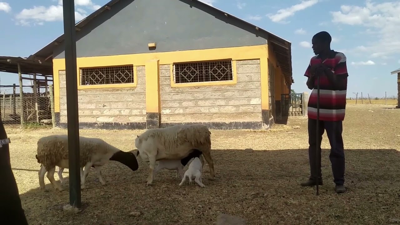 Lamb Management - Tips on taking care of lambs: +254702849400