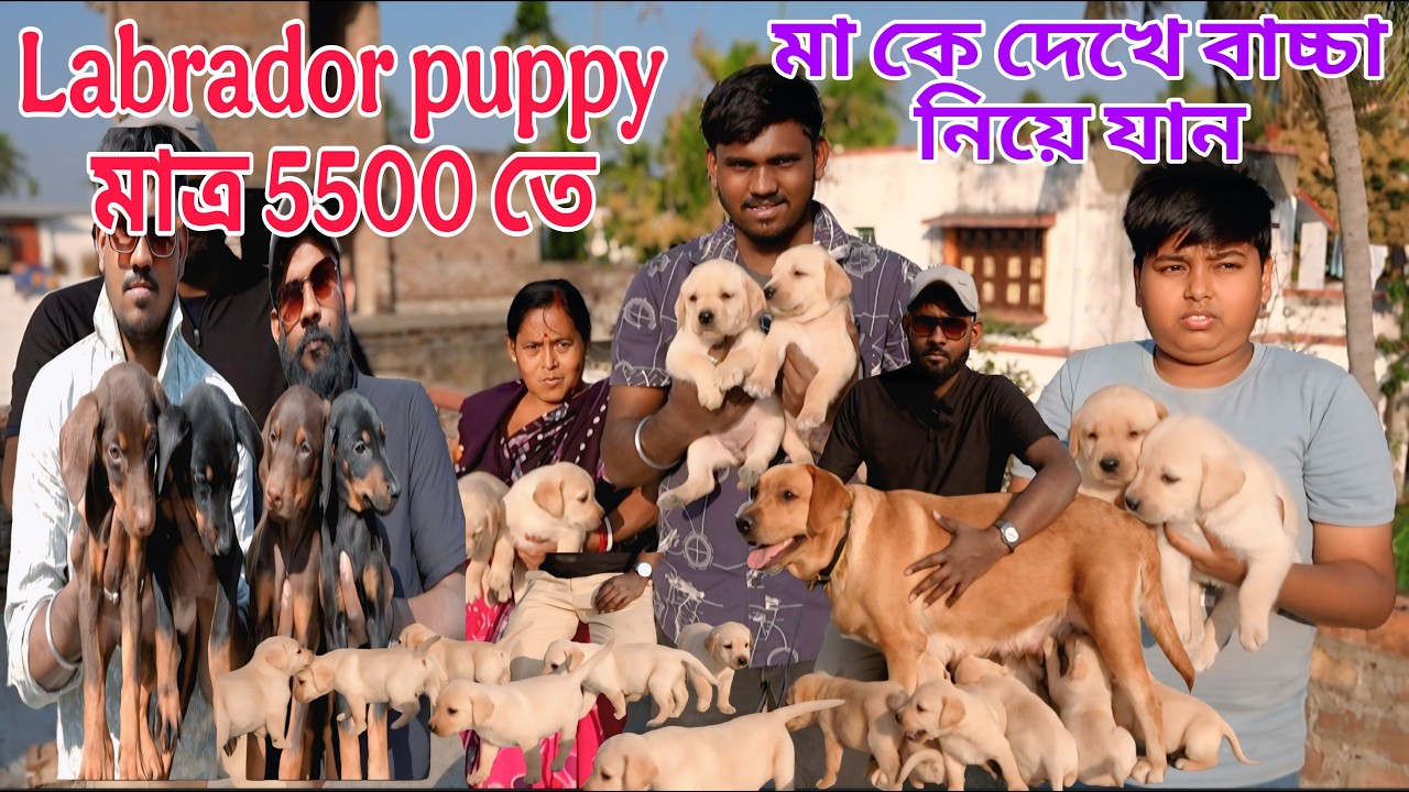 মা ও বাবা কে দেখে বাচ্চা নিয়ে যান!! pure home breed puppy!! Labrador puppy !! Dog market in Kolkata