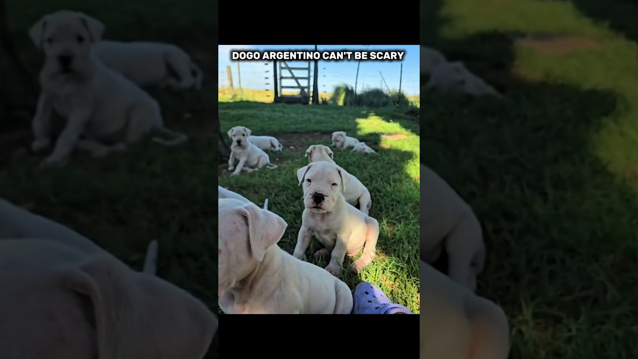 Dogo Argentino Can&rsquo;t Be Scary! The Gentle Giant Everyone Misjudges 🐶💪. #dogs #shorts  #viralshorts
