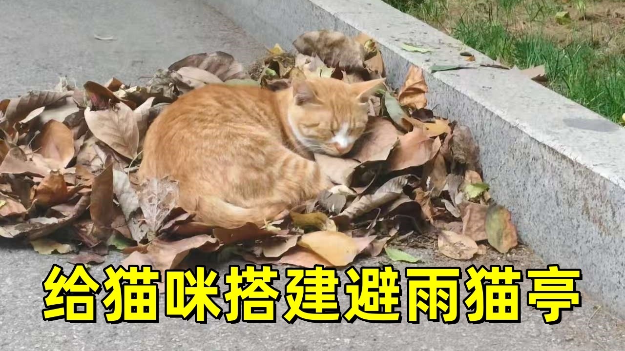 常来我院子的流浪猫们，很喜欢我给他们搭的避雨猫亭，今天贴上防雨贴