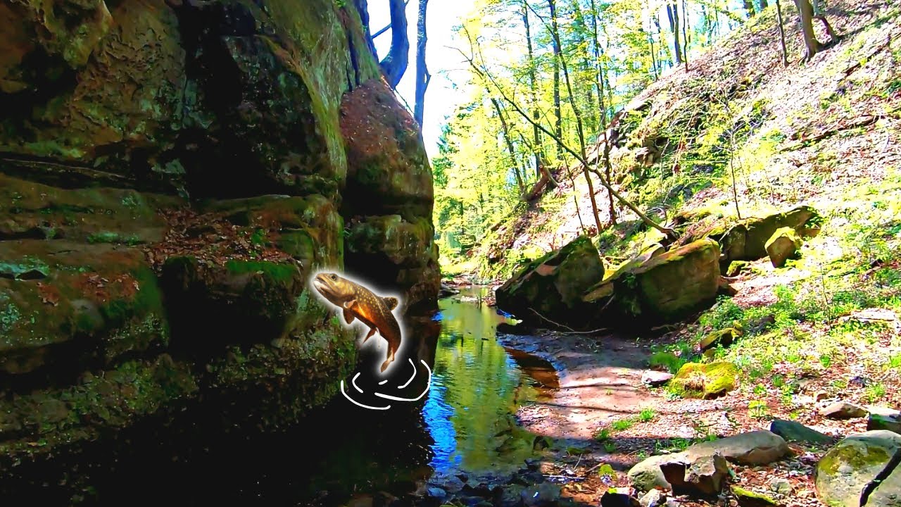 TENKARA FISHING A GORGEOUS GORGE FULL OF NATIVE BROOK TROUT | Featuring TAO SCOUT | #テンカラ #tenkara