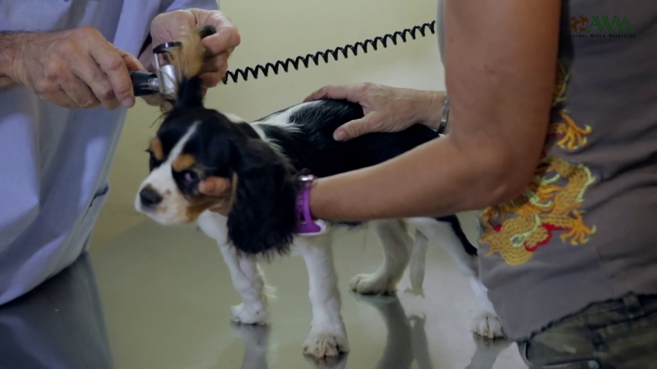 Les mites auriculaires chez le chien