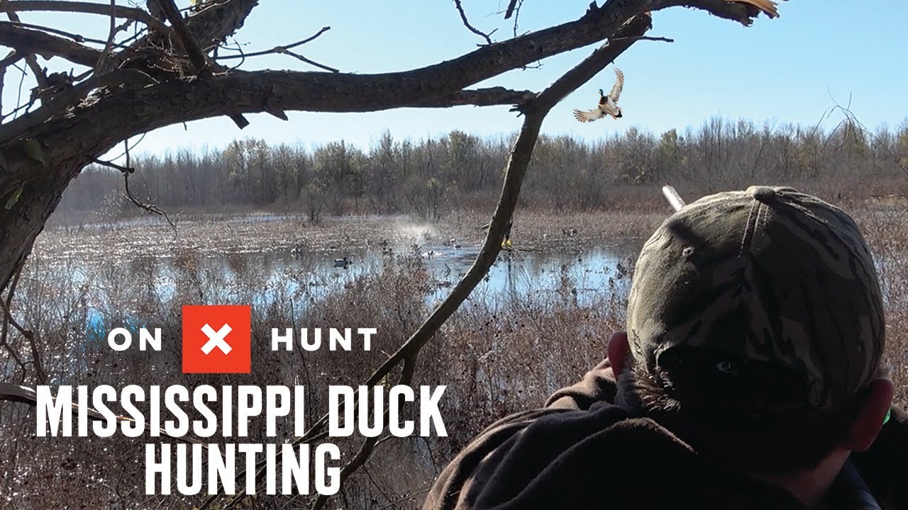 Mississippi Duck Hunting: A Waterfowl Season From Start To Finish