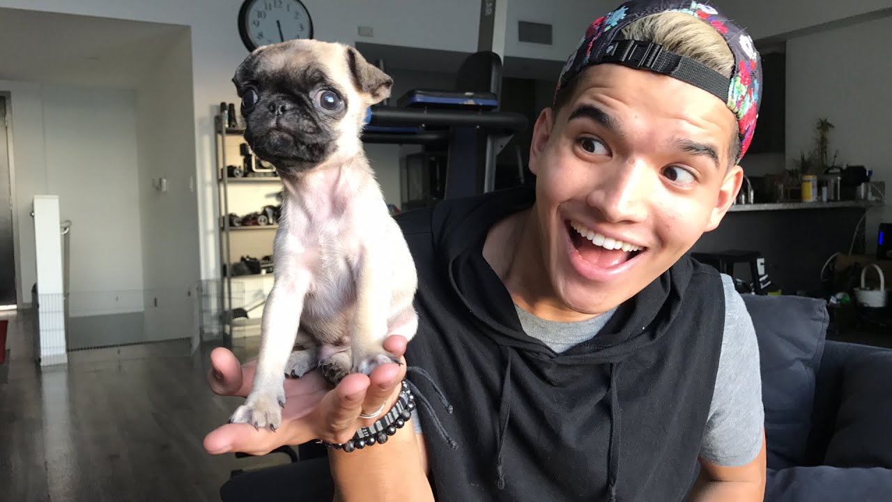 BABY PUG LIVESTREAM!